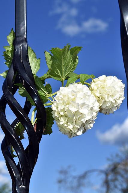flowers-ged00a1946_640