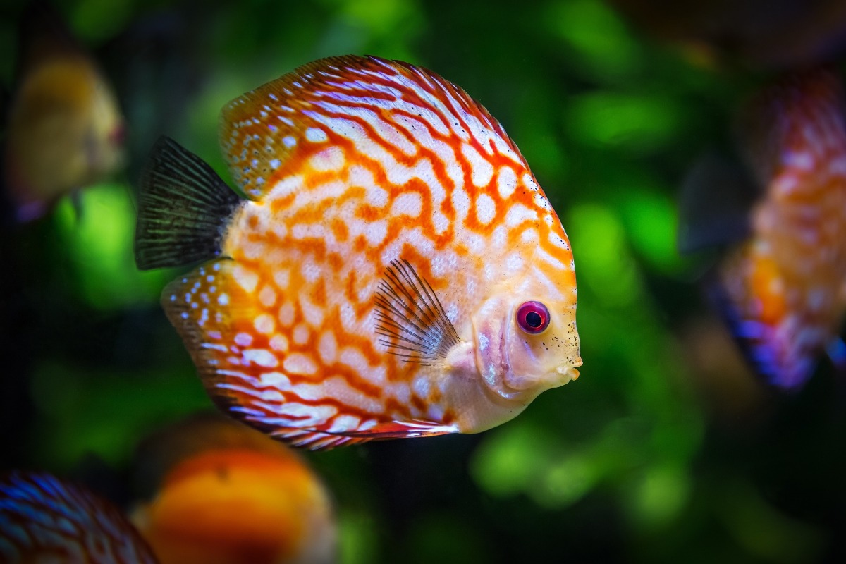 discus-fish-gf77b76968_1920 discus-fish-gf77b76968_1920