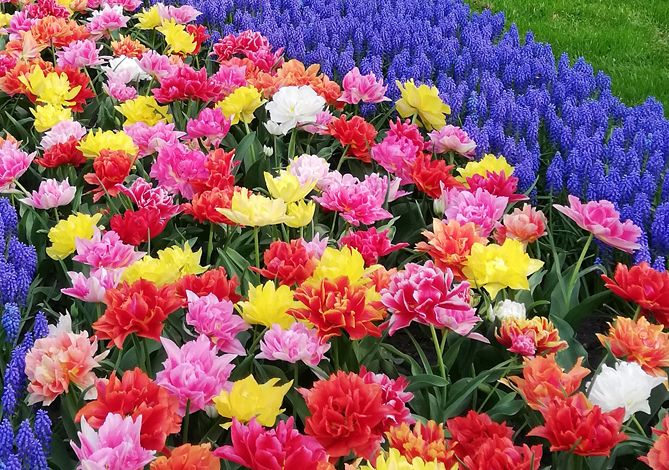 Kwiaty do życzeń na strone