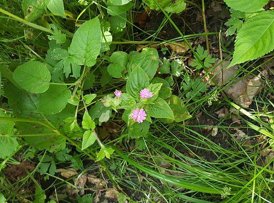 flora Doliny Cedronu
